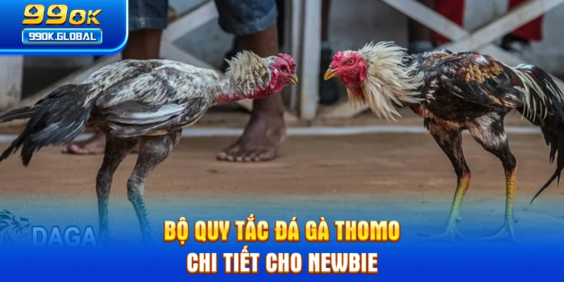 Bộ quy tắc đá gà Thomo chi tiết cho newbie